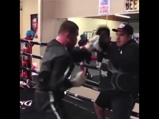 canelo alvarez works on his paws