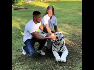 anthony joshua feeding a tiger