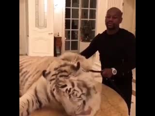 floyd mayweather with pet tiger