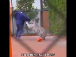 mike tyson playing with his tiger