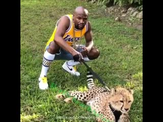 floyd mayweather - cheetah tamer