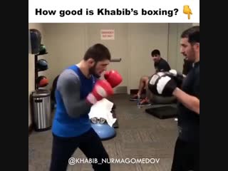 boxing training on the paws of khabib nurmagomedov