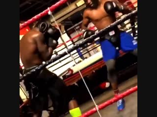 boxer who has everything in order with the handle