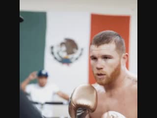 canelo alvarez continues training to win the championship belt in 3 weight class for himself