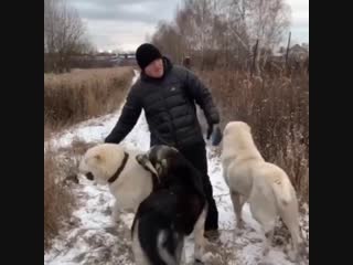 denis lebedev, after a long separation, met with his pets and his wife.