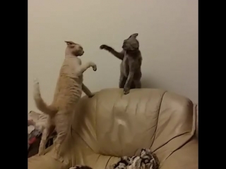 when cats master boxing techniques.