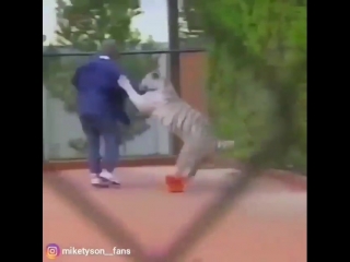 mike tyson plays with his siberian tiger.