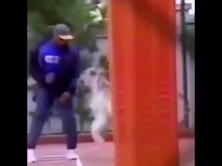 exclusive video. mike tyson plays with his bengal tiger.